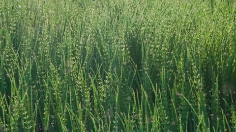 Insect Swarm in Natural Marsh Environment HD Pro 库存影片 330717339