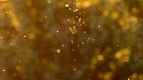 Insect swarming flying at sunset Stock Footage 104456722