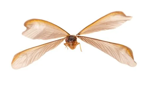 Insect termite white ant Stock Photos