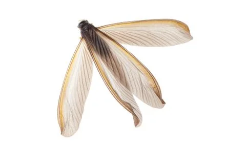 Insect termite white ant Stock Photos