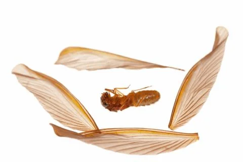 	insect termite white ant Stock Photos