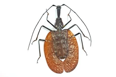 Insect from thailand Stock Photos