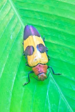 Insect from thailand Stock Photos