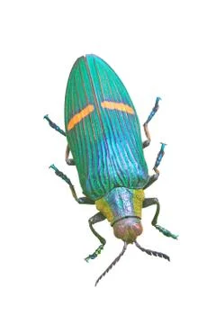 Insect from thailand Stock Photos