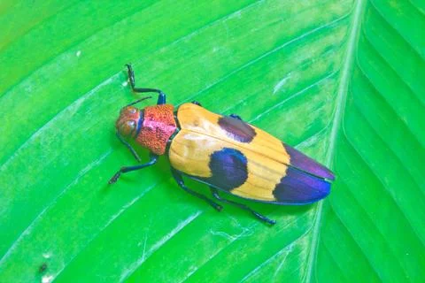 Insect from thailand Stock Photos