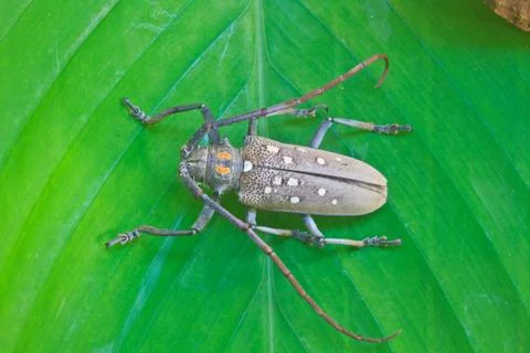 Insect from thailand Stock Photos