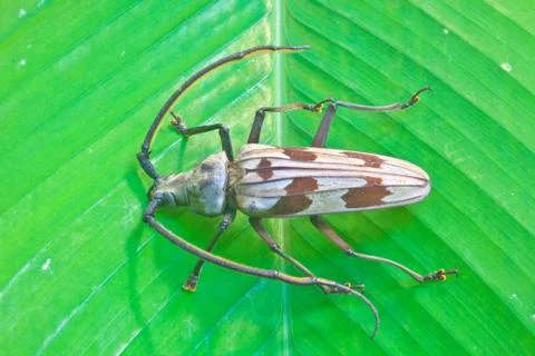 Insect from thailand 스톡 사진