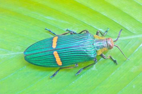 Insect from thailand Stock Photos