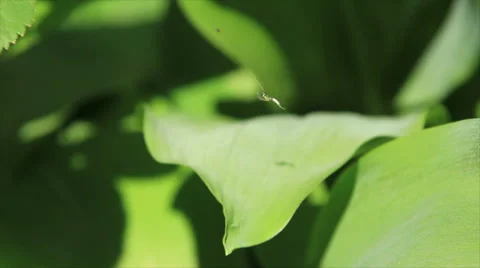 Insect on thread cobweb Stock Footage 54219552