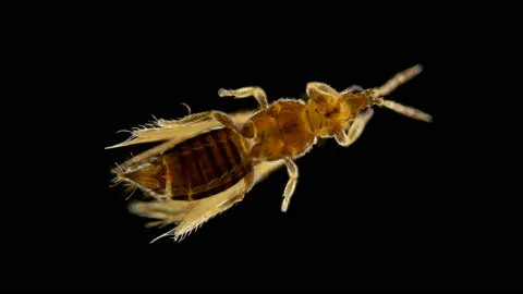 Insect Thysanoptera under a microscope Video stock 133493607