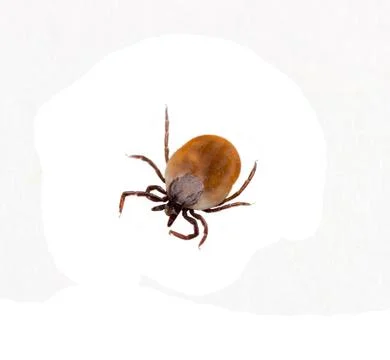 Insect tick isolated on white background, top view Stock Photos