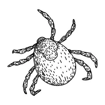Insect tick sketch hand drawn vector Stock Illustration