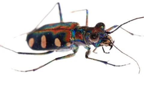 Insect tiger beetle Foto stock