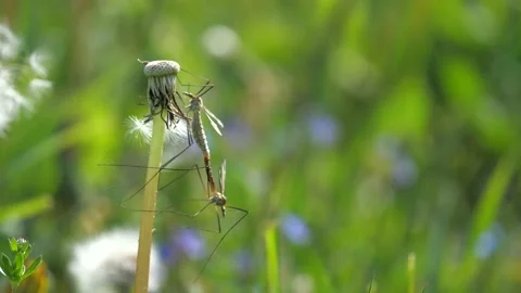 Insect Tipula or Marsh Crane Fly, Tipula oleracea, mating pair on dandelion stal Stock Footage 130182372