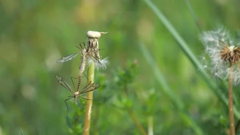 Insect Tipula or Marsh Crane Fly, Tipula oleracea, mating pair on dandelion stal Stock Footage 130939298