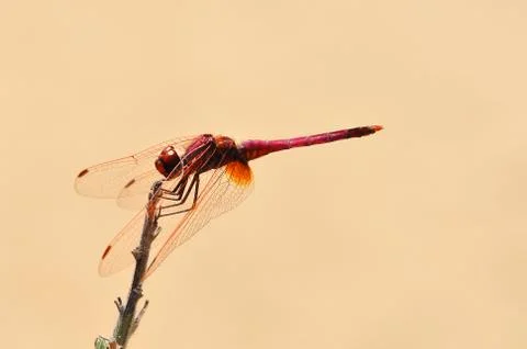 Insect on top of a tree trunk Stock Photos