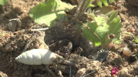 Insect Toxicant wolf Spider Lycosa singoriensis sits in its hole mating season Stock Footage 75326562