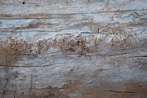 Insect tracks in fallen tree trunk in which the bark has eroded away. Stock Photos