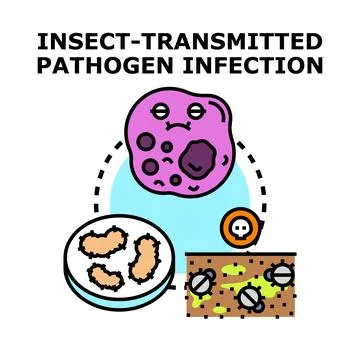 Insect transmitted pathogen infection and disease concept Stock Illustration