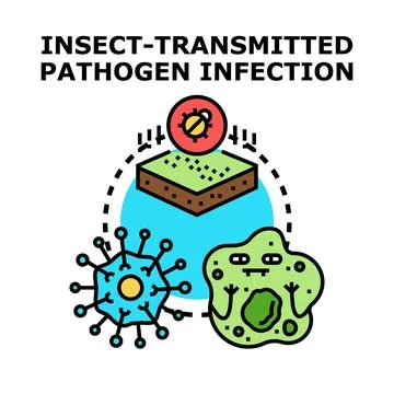 Insect transmitting pathogen causing infectious disease concept Stock Illustration
