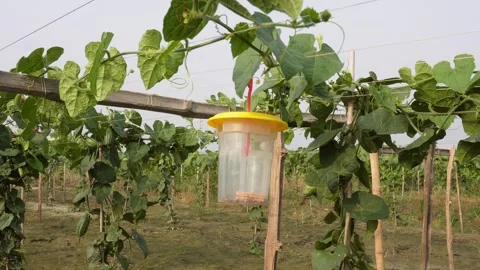 Insect Trap Hanging Stock Footage 336689088
