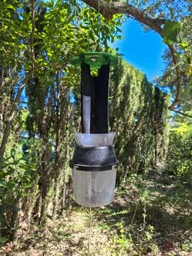 Insect trap hanging from a tree branch in a sunny garden with tall hedges Stock Photos