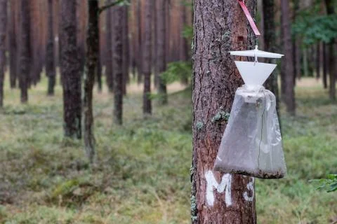 An insect trap hung on a tree trunk. Destruction of forest pests. Stock Photos