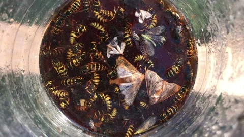 Insect trap with insects Stockbeeldmateriaal 113946693