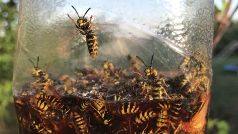 Insect trap with insects Stock Footage 114217040