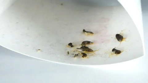 Insect Trap Silverfish Insect Stock Footage 153467693