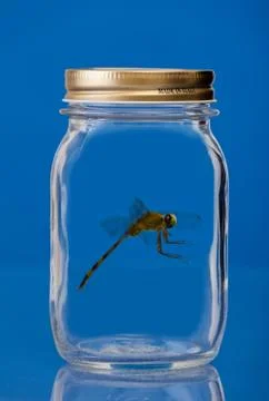 Insect trapped in a jar Stock Photos