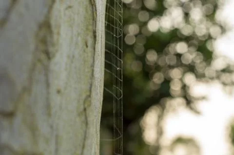 An insect trapped on a spider web in focus Stock Photos