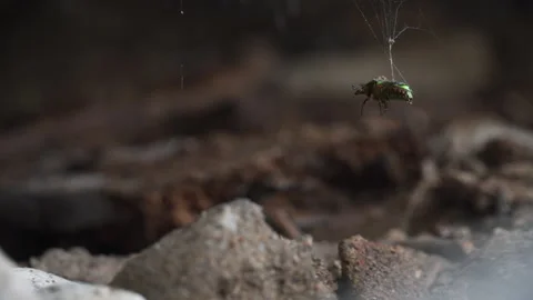 An insect trapped in a spider web Stock Footage 146975700