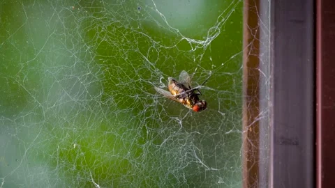 Insect Trapped in Spider Web Struggling for Freedom Stock Footage 345456625