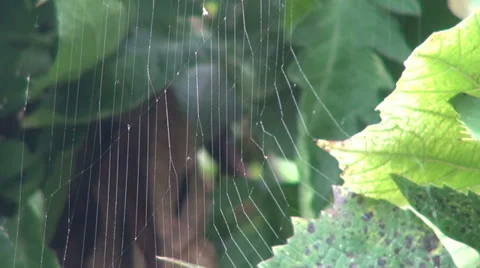 Insect trapped in a spider web in a vineyard, cobweb, green vine leaf Stock Footage 30588433