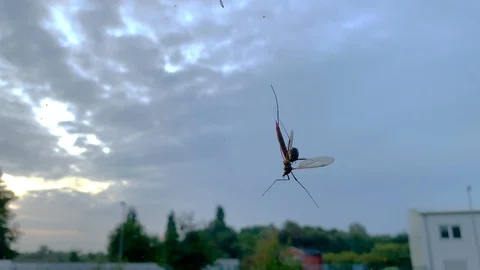 An insect is trapped in a web of spiders and is attacked by a spider Stock Footage 116341993