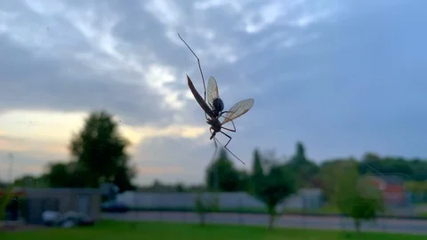 An insect is trapped in a web of spiders and is attacked by a spider Stock Footage 116342254