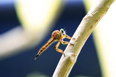 Insect on tree branch Stock Photos