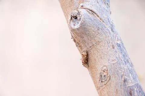 Insect on tree branch with same colors Stock Photos