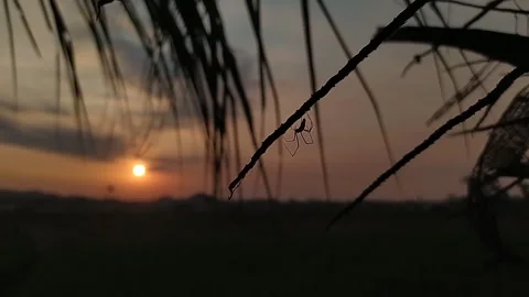 Insect on tree branchea with Sunset background Stock Footage 279724053