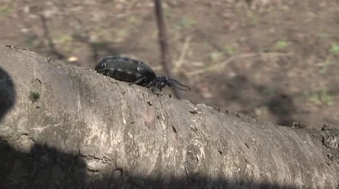 Insect on a tree. Stock Footage 4280653