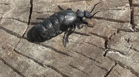 Insect on a tree Stock Footage 4280681