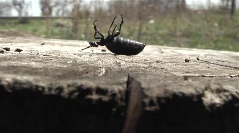Insect on a tree Stock Footage 4280690