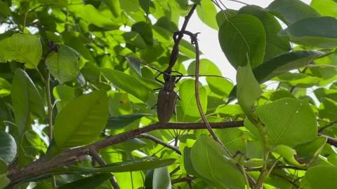 Insect on tree Stock Footage 196142421