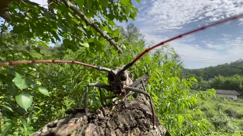 Insect on tree Stock Footage 196143214
