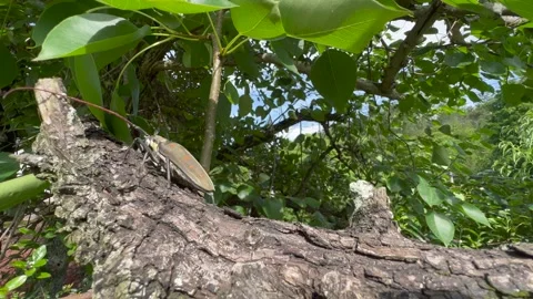Insect on tree Stock Footage 196143252