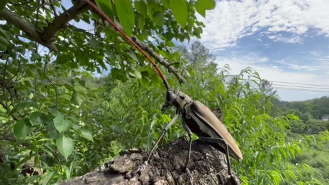 Insect on tree Stock Footage 196143398