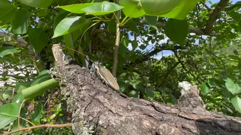 Insect on tree Stock Footage 196143415