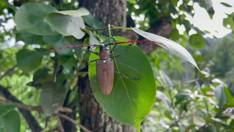 Insect on tree Stock Footage 196143493