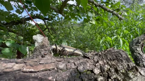 Insect on tree Stock Footage 196143523